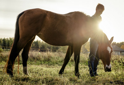 Horse Therapy Program