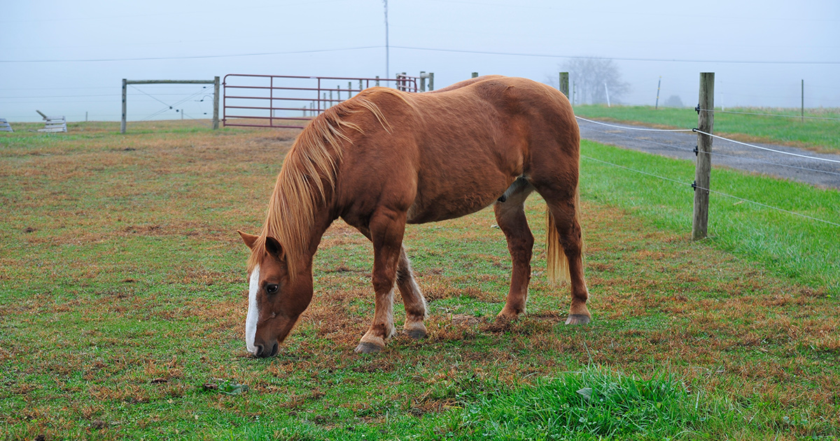 Animal Therapy in Addiction Recovery Treatment