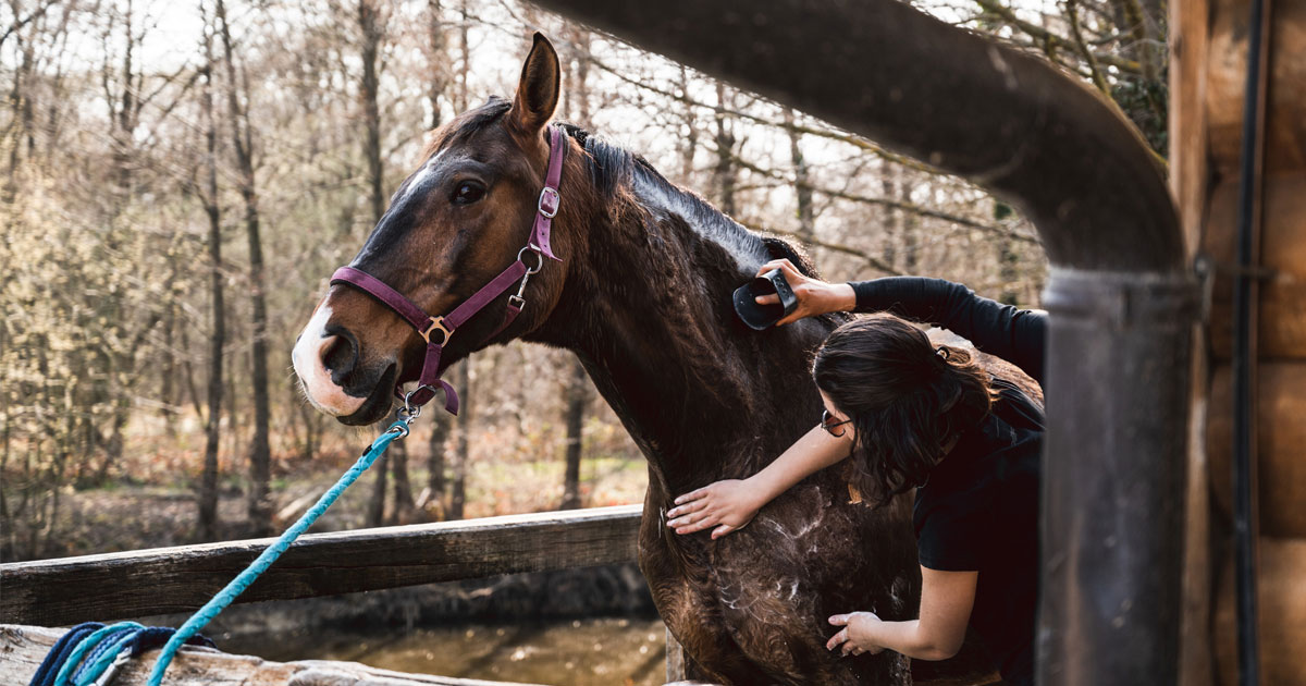 Equine Therapy Sessions at Maryland Recovery